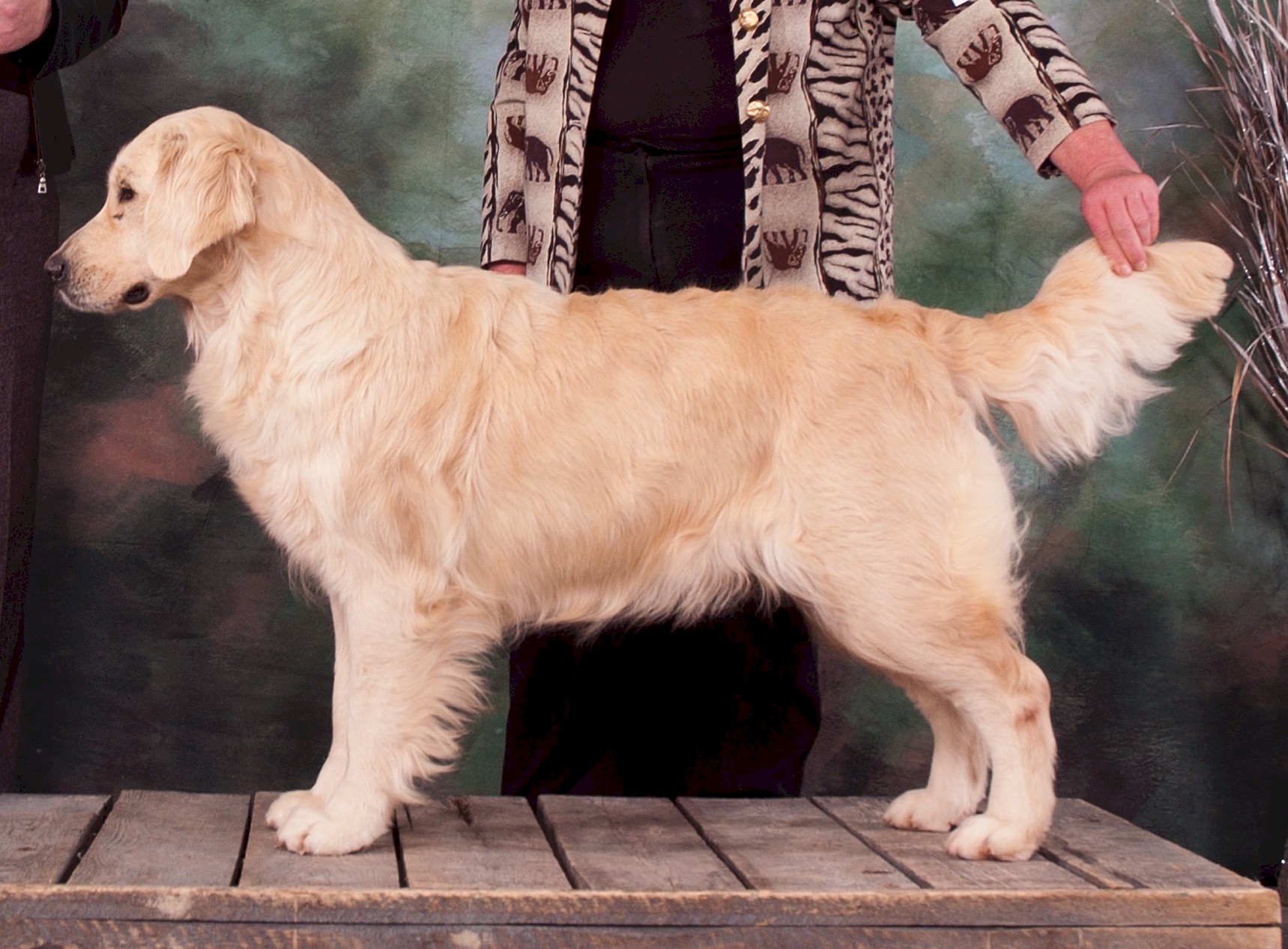 Skylon Kennels, Golden Retrievers, Cambridge, Ontario, Canada